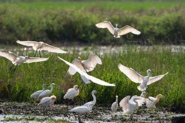 Pirinç çiftliğinde bir sürü balıkçıl, biraz uçan, yani pirinç çiftliğinde duran (seçici odak noktası)