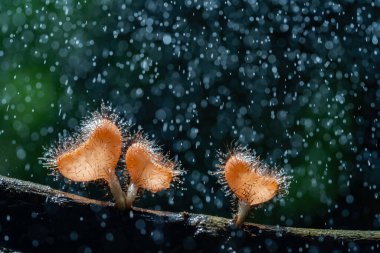 Tüylü mantarlar ve su damlaları ormandaki sandığa damlıyor..
