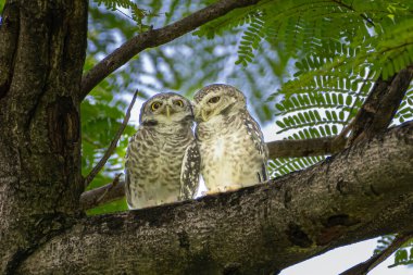 Bir çift benekli baykuş parktaki ağacın dalına tünemiş..