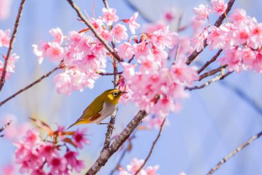 Kestane rengi, parktaki vahşi Himalaya kirazının dalına tünemiş beyaz gözlü kuş..