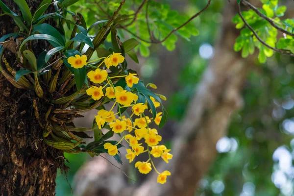 Dendrobium Chrysotoxum Lindl Orchidaceae Sült Tojás Orchidea Dai Orchidea Természetben — Stock Fotó