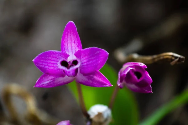 Hermosa Orquídea Salvaje Púrpura Que Florece Fondo Borroso Suave Naturaleza — Foto de Stock