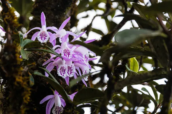 Yakın çekim, doğal orman ortamında yosun kaplı bir ağaç dalında açan narin mor ve beyaz orkideler kümesini yakalar. Arka plan hafifçe bulanık..