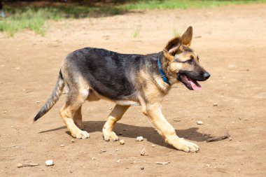Alman çoban köpeğinin yavrusu parkta yürüyor..