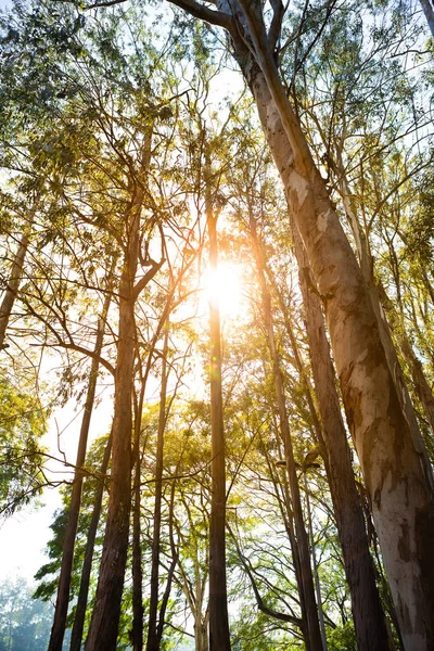 Solnedgång Över Eukalyptus Plantage — Stockfoto