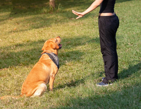 Labrador Retriever köpeği oturuyor ve amirinin emirlerini bekliyor..