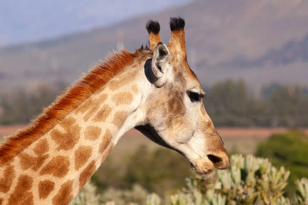 Крупный План Головы Жирафа — стоковое фото