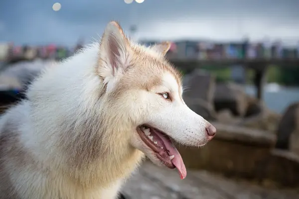 Syberyjski Pies Wyścigowy Jednym Okiem Zasłoniętym Ręką Opiekuna Obrazek Stockowy