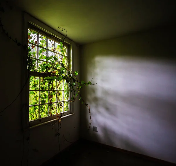 Okno Opuszczonego Domu Porośniętego Roślinnością Obrazy Stockowe bez tantiem