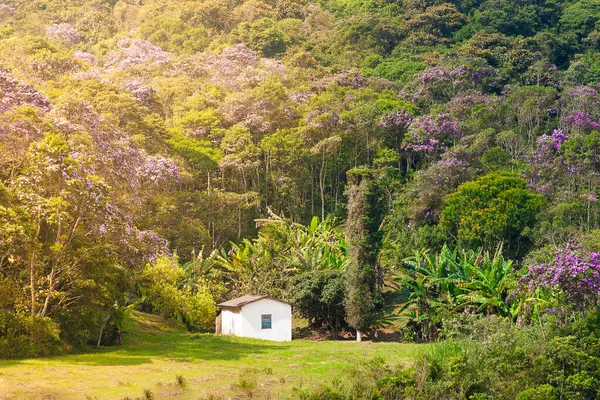Atlantik ormanının ortasında, Brezilya 'da küçük yalnız bir ev..