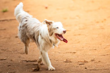 Collie 'nin köpeği parkta toprak zeminde yürüyor..