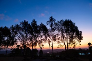 Gün batımına karşı siluetli okaliptüs ağaçları..