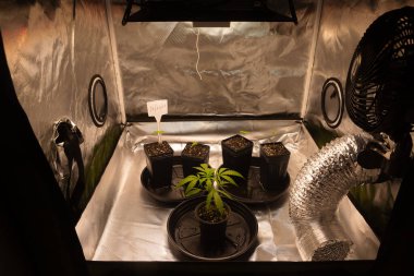 Ev seralarında marihuana yetiştiriliyor..