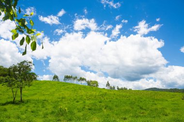 Yeşil çimen ve beyaz bulutlu mavi gökyüzü manzarası.
