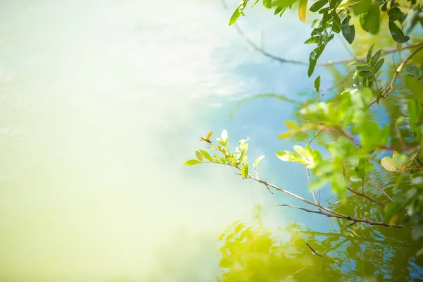 Dragonfly perched on a branch by a lake.