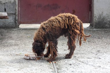 Terk edilmiş sokak köpeği köpek maması yiyor..