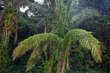 Brezilya 'daki Atlantik Ormanı' nın bir parçası, arka plan.