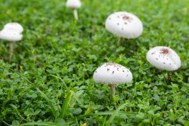 Amanita verna, genellikle aptal mantarı ya da bahar yok edici melek olarak bilinir, zehirli ve ölümcül bazidiyomika mantarıdır..
