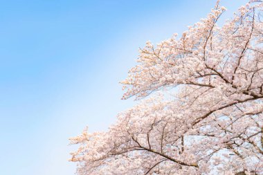 Japonya 'nın doğal baharının güzelliğini tasvir eden açık mavi gökyüzüne karşı çiçek açan kiraz çiçeklerinin resimsel bir sahnesi..