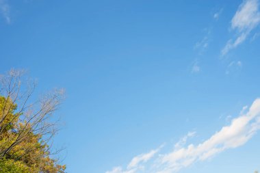 Açık mavi gökyüzü ve hafif renkli ağaçlarla pitoresk bir sonbahar sahnesi. Doğada ferahlatıcı bir atmosfer sağlayan basit ve güzel bir an..