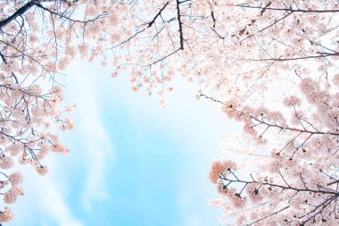 Mavi gökyüzüne karşı çiçek açan güzel kiraz çiçekleri. Bu resim ilkbaharın ve ikonik Japon manzarasının özünü yakalar..