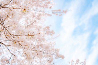 Çiçeklerin açtığı güzel bir kiraz manzarası berrak mavi gökyüzünün arka planında baharın rahatlatıcı doğasını sembolize ediyor..