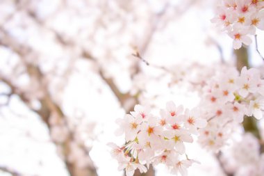 Bahar güneşinde açan kiraz çiçeklerinin çarpıcı yakın plan fotoğrafı. Yumuşak pembe yapraklar huzurlu ve yumuşak bir bahar atmosferi yaratır..