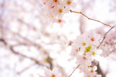 İlkbaharın bir sembolü olan kiraz çiçeklerinin zarafetini gösteren yakın plan bir fotoğraf..