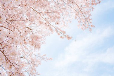 Güzel kiraz çiçekleri mavi bir gökyüzüne çiçek açar, baharın gelişini müjdeler..