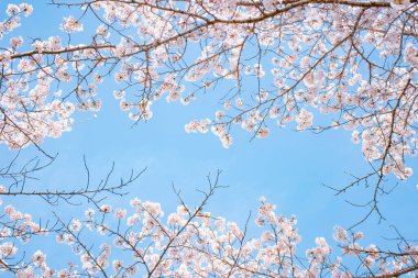 Mavi gökyüzüne karşı açmakta olan kiraz çiçeklerinin dallarını yakalayan çarpıcı bir fotoğraf. Görüntü sakin bir atmosfer yayıyor, baharın gelişini işaret ediyor..