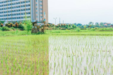 Eski ahşap kulübesi olan bir apartmanın yanında küçük bir pirinç tarlası.