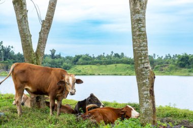 Nehir kenarındaki çimlerde dinlenen ve otlayan evcil inek sürüsü. Manzaralı bir ortam.