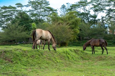 Evcilleştirilmiş bir at sürüsü açık gökyüzü manzaralı bir tarlada otluyor, çok uzaklardan kaçırılıyor.