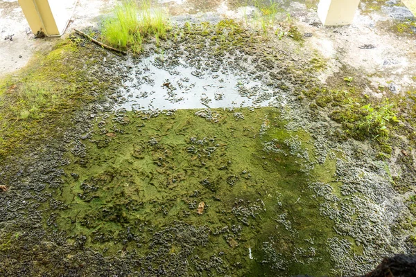 Mossy floor of a building that\'s really slippery, with a reflection from the stagnant water covering it