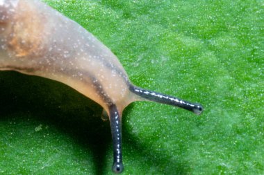 Evsiz küçük bir salyangoz yaprağın üstünde