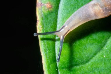 Evsiz küçük bir salyangoz yaprağın üstünde