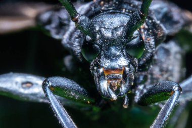 Yaprağın tepesindeki uzun boynuzlu böceğin odak arkaplanı karanlık olan görüntüsünü kapat