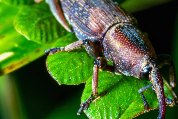 close up view of a weevil bug with out of focus green colored background