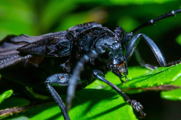 Side body view of a longhorn beetle on the top of a leaf with dark out of focus background