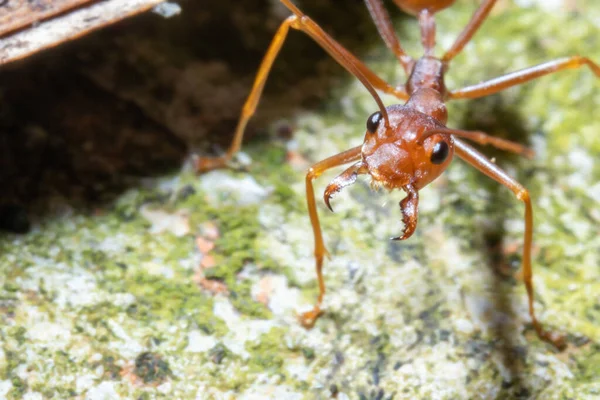 Close up view of a weaver ant on the top of a dirt