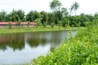 Nehir kıyısında bir bina ve gün ortasında çekilen bir sürü ağacın olduğu bir manzara.