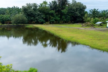 Nehir kıyısında bir bina ve gün ortasında çekilen bir sürü ağacın olduğu bir manzara.