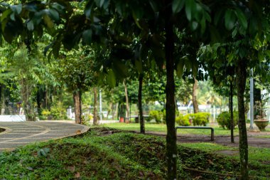 Çakıl yolu üzerinde odaklanmış bir manzara manzarası arka planda odak parkı dışında, öğle vakti çekilmiş