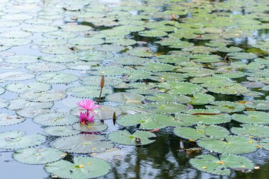 Yaprağının tepesinde çiçek açmış bir nilüfer çiçeği. Gün ortasında bir gölde yetişiyor.