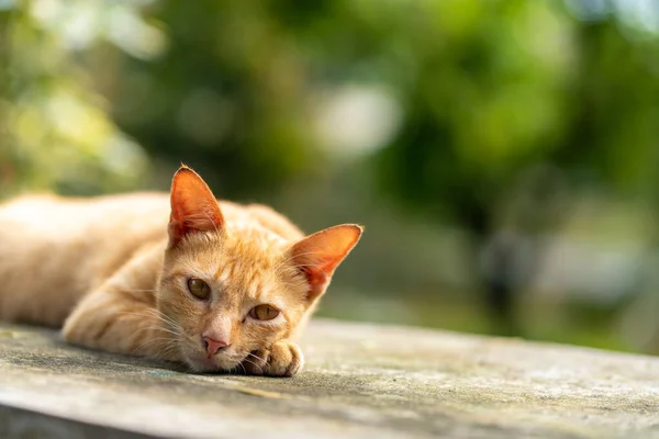 Taş zeminde dinlenen rahat bir kedi rastgele bir şekilde parka bakıyor.
