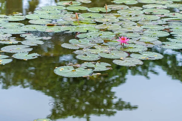 A blossomed lotus flower on the top of its leaf that growing at a pond, taken at the mid day