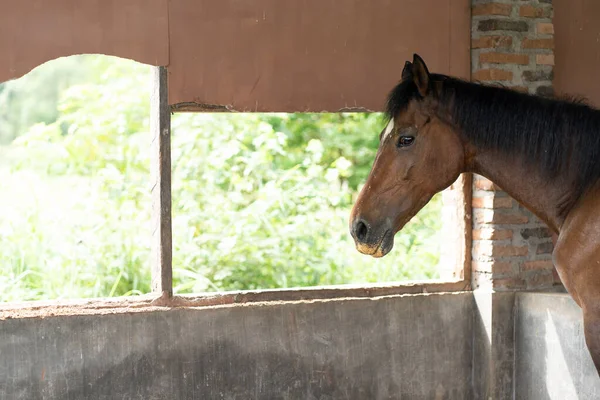 A sad looking muscular brown horse at a stable with strong sunlight outdoor, taken at a park