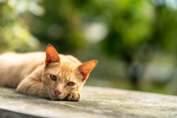 Расслабленный Кот Покоящийся Каменном Полу Который Случайно Смотрит Парк Стоковое Изображение