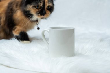 A coffee mug featuring a cat looking on to the mug with the white background, coffee mug mockup image