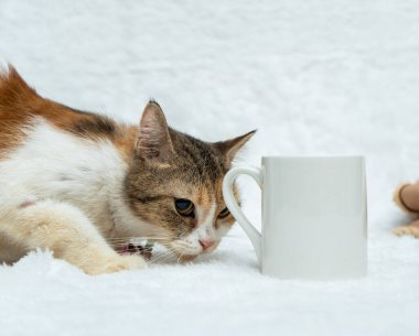 A white blank coffee mug featuring a cat snuffing the handle of the mug on the white background, coffee mug mockup image